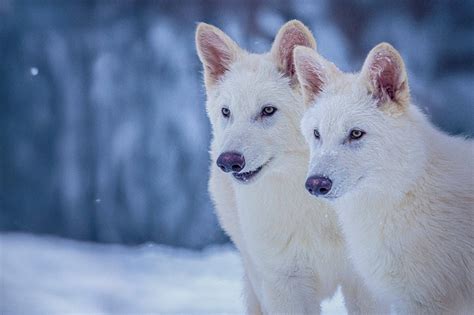 Scientists ‘bring dire wolf species back from extinction’ after 10,000 years | The Independent