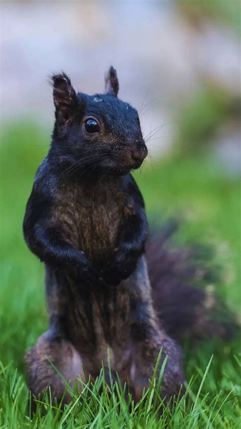 From Black tiger to penguin: 10 rare melanistic animals and where to ...