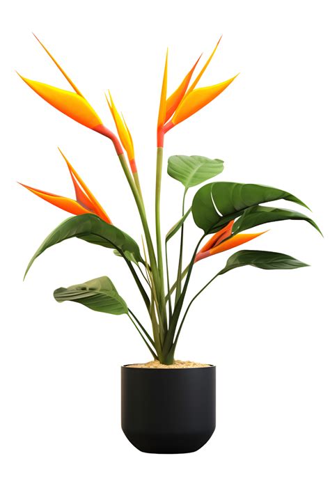 Bird Of Paradise Plant Meme at Caitlin Grimmett blog