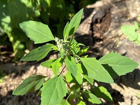 Lamb's Quarters/Wild Spinach:Unveiling the Health and Culinary Wonders ...