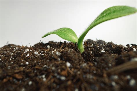 How Adding Hydrogen to Your Soil Can Supercharge Plant Growth.