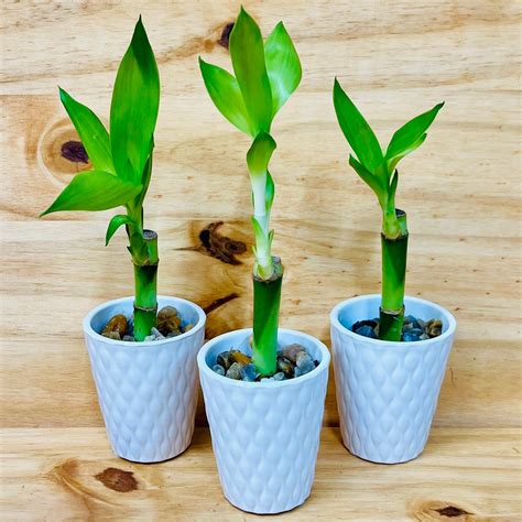 4” Live Lucky Bamboo Plant in White Ceramic Vase – Houseplants New York ...