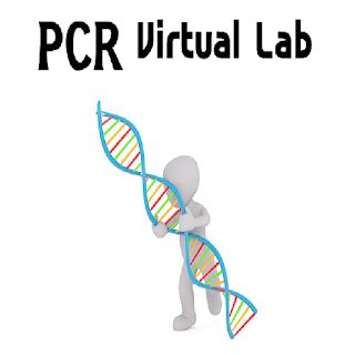 PCR Virtual Lab 的图像结果