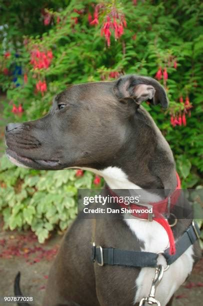 Image result for Boxer Mix Dogs