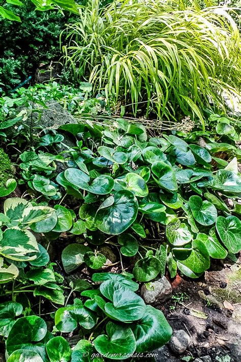 Shady Ground Cover Plants