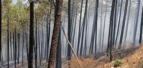 Forest (Conservation) Amendment Bill