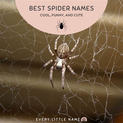 280+ Best Spider Names (Cool, Funny, and Cute) - Every Little Name