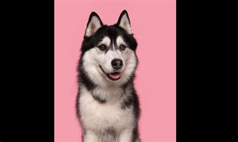 In the UK, the fatal dog disease Brucella Canis spreads to humans