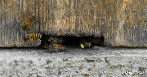 蜜蜂怎么了？“蜂群崩溃综合征”是否会使其灭绝|蜜蜂|综合征|蜂群_新浪科技_新浪网