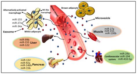 Adipocyte, Immune Cells, and miRNA Crosstalk: A Novel Regulator of ...