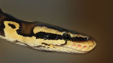 Image result for Python Coding Platform