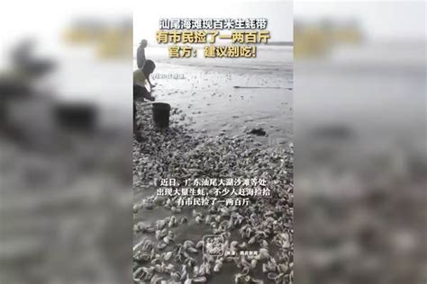 汕尾海滩现百米生蚝带，有市民捡了一两百斤，官方：建议别吃！