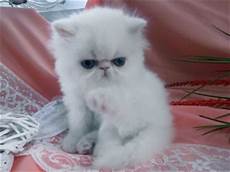 gatti persiani cuccioli cuccioli disponibili gattipersiani it gatti persiani gatti persiani cuccioli cuccioli disponibili gattipersiani it gatti persiani