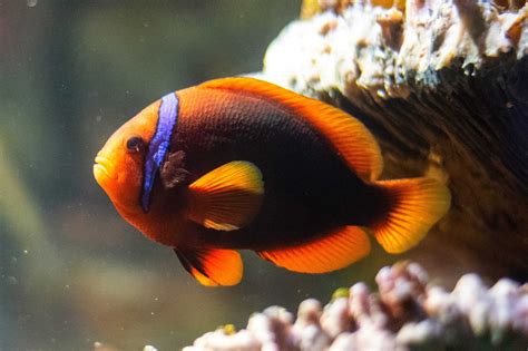 Where Do Clownfish Live? - Clownfish Habitat & Facts