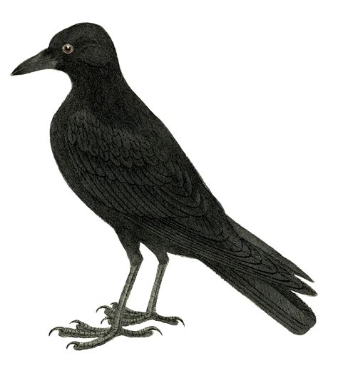 Crow Clip Art - ClipArt Best