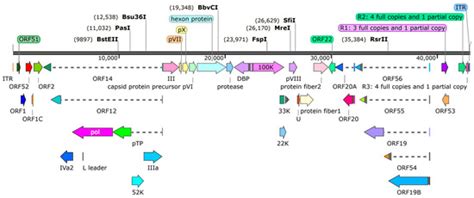Emergence and Pathogenicity of a Novel Goose Adenovirus Type 4 Strain ...