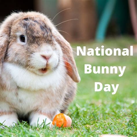#rabbitday #internationalrabbitday #nationalbunnyday | Holli B. Shan