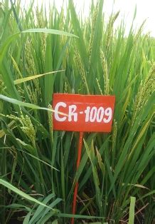 TNAU Agritech Portal :: Crop Protection