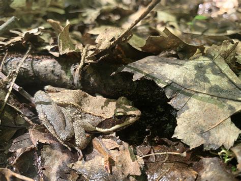 Hibernating Frog Wood Frog | Breeding, Hibernation, Habitat