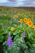 Image result for Good Morning Wildflowers