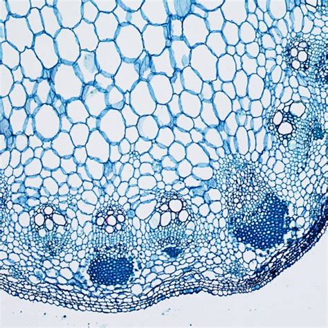Biological Microscope 的图像结果