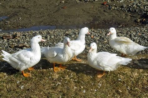 Pekin Duck: Breed Information, Pictures & Facts - Bird Helpful