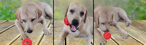 Buy Indestructible Rubber Ball Treat Puzzle | Interactive Pet Ball Chew ...