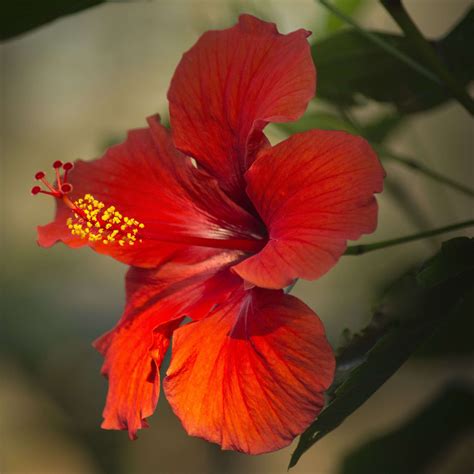 Hibiscus Flower (Organic) - Neter Vital
