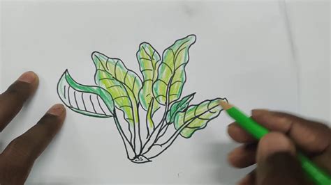 Water Spinach Drawing Easy at Jordan Old blog