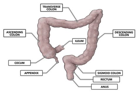 Ileum And Cecum