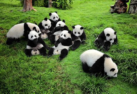 2023_成都大熊猫繁育研究基地-评论-去哪儿攻略