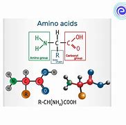 amino acid 的图像结果