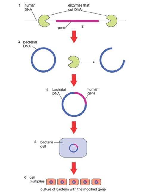 Genetic Engineering 的图像结果