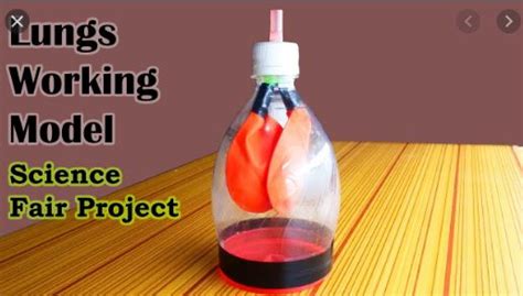 Working Model of Science Tutorial 的图像结果