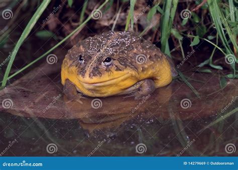 African Bullfrog (pyxicephalus Adspersus) Stock Image - Image of ...