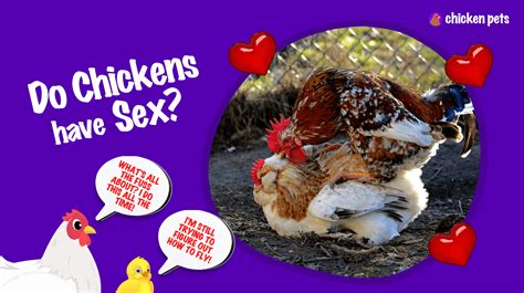 Do Chickens Have Vaginas? - Chicken Pets