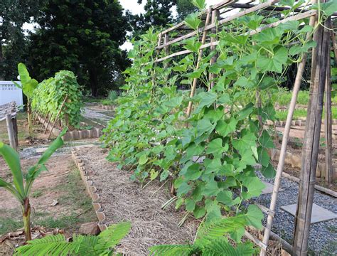 Why You Should Grow Zucchini Vertically