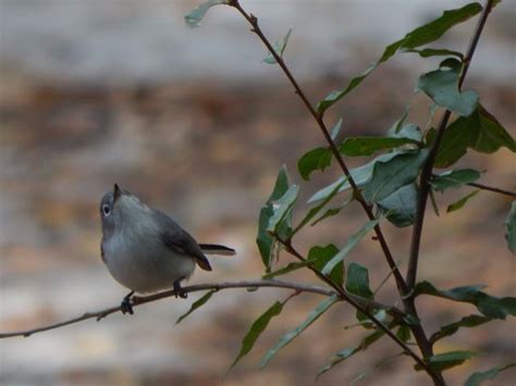 Dauphin Island Audubon Bird Sanctuary - 2021 What to Know Before You Go ...