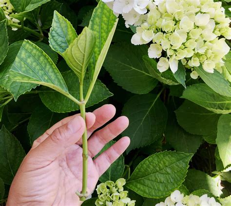 Multiply Beautiful Hydrangea Plants For Your Garden - A Piece Of Rainbow