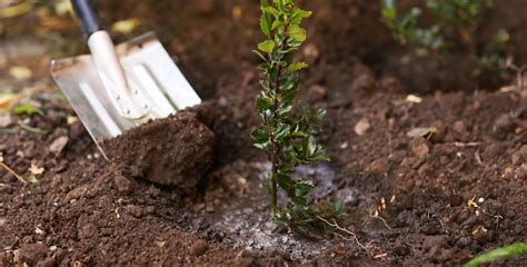 Image result for How Do You Fertilize a Tree