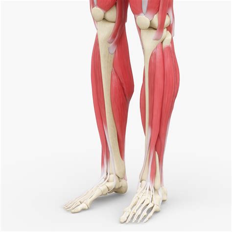Image result for Leg Muscle Anatomy Model