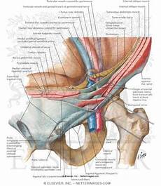 lacuna dei vasi surgicomania inguinal and femoral hernia lacuna dei vasi surgicomania inguinal and femoral hernia