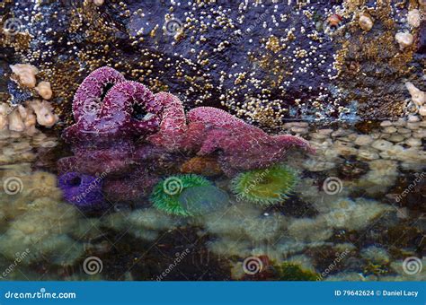 Starfish and Sea Anenomes, Intertidal Zone, Browning Passage. Stock ...