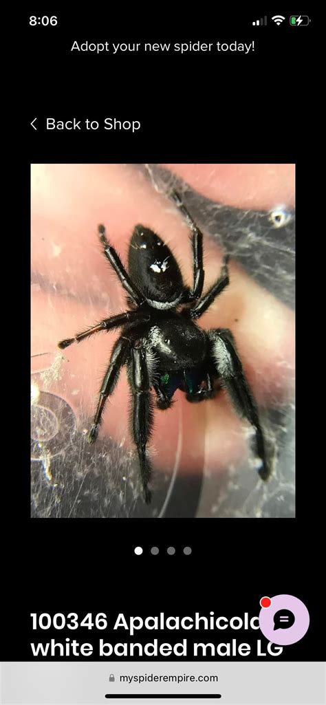 Jumping Spider Breeders? : r/jumpingspiders
