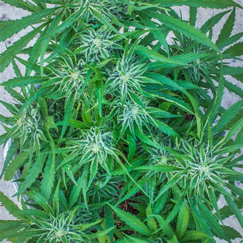 Sour Diesel Strain Guide | HELLO CANNABIS