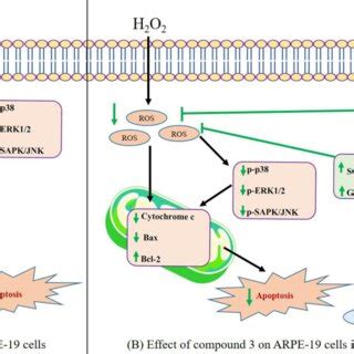 H2O2 HT22 的图像结果