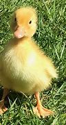 Image result for Rabbit and Chick and Duck
