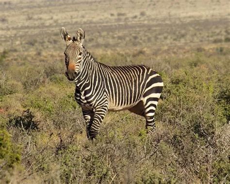 Image result for Zebra Carpet Python
