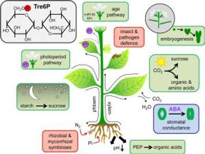 Crop Physiology | College of Agriculture