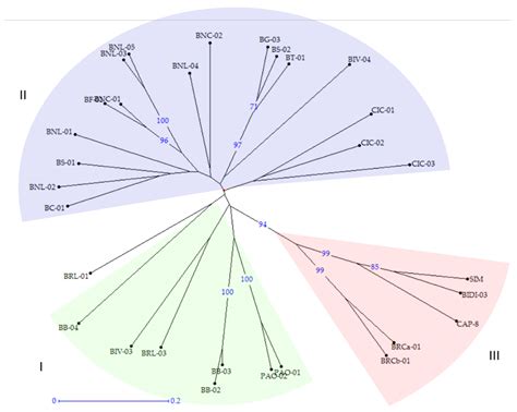 Genetic and Morpho-Agronomic Characterization of Sicilian Tetraploid ...